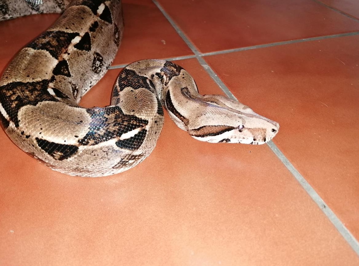 Boa sucht dringend ein neues zuhause