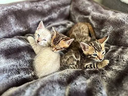 Bengalkitten aus seröser schweizer Zucht mit CH-Stammbaum