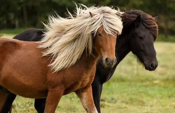Isländer Gruppenstall im Aargau
