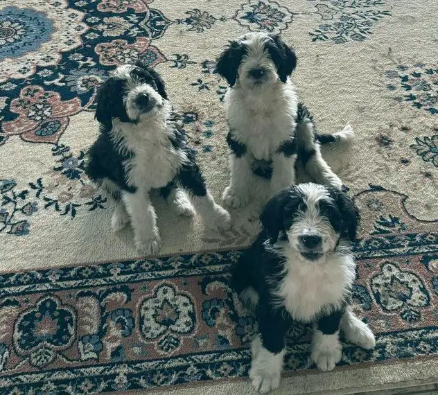 Entzückende Bernedoodle Berner Sennen Doodle Pudel Welpen