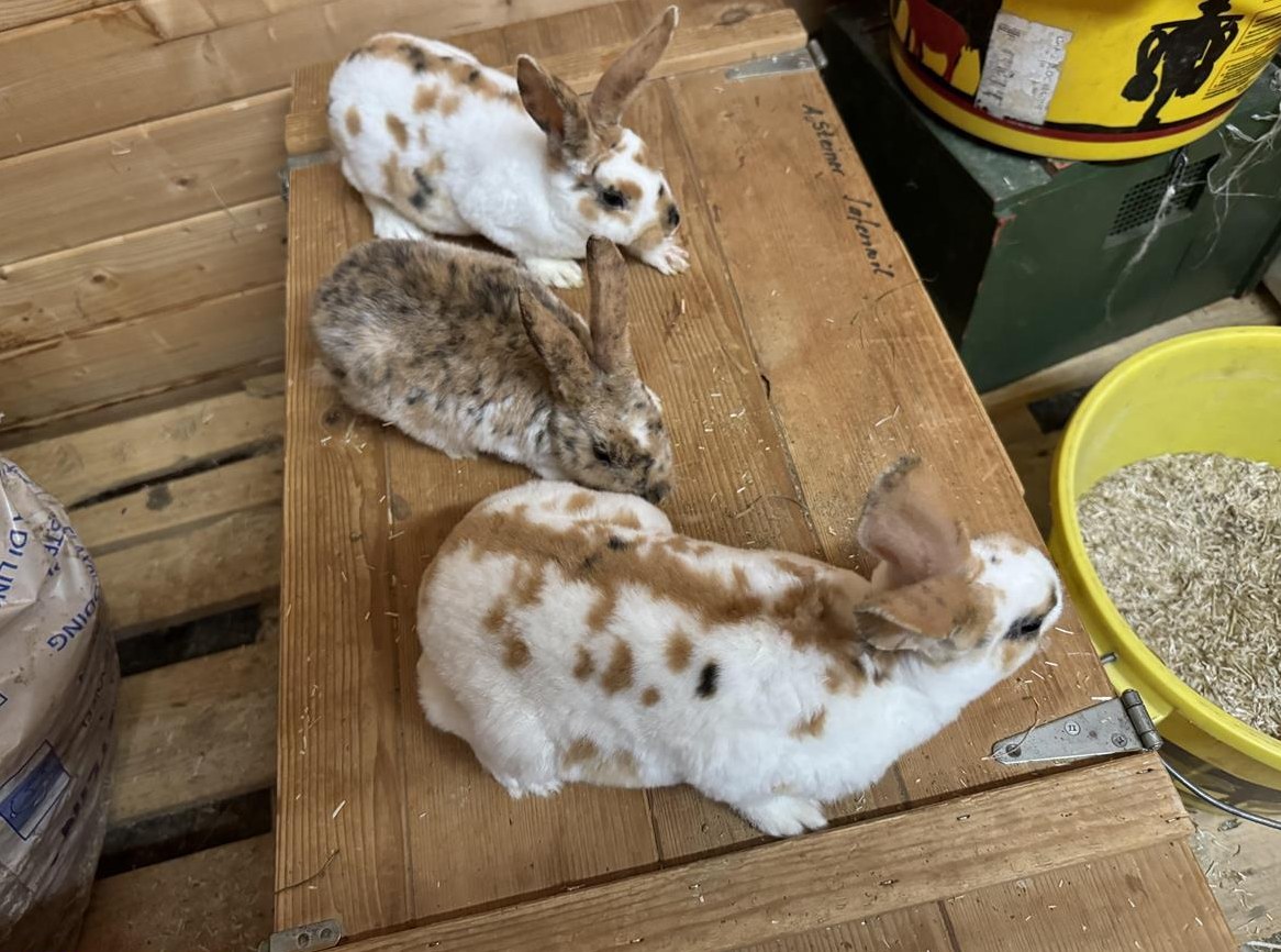 Junge Rexkaninchen zu verkaufen