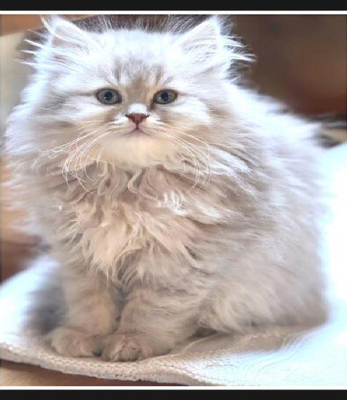 Traumhafte BLH mit Stammbaum