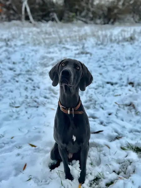 Weimaraner x Rhodesian Ridgeback Hündin