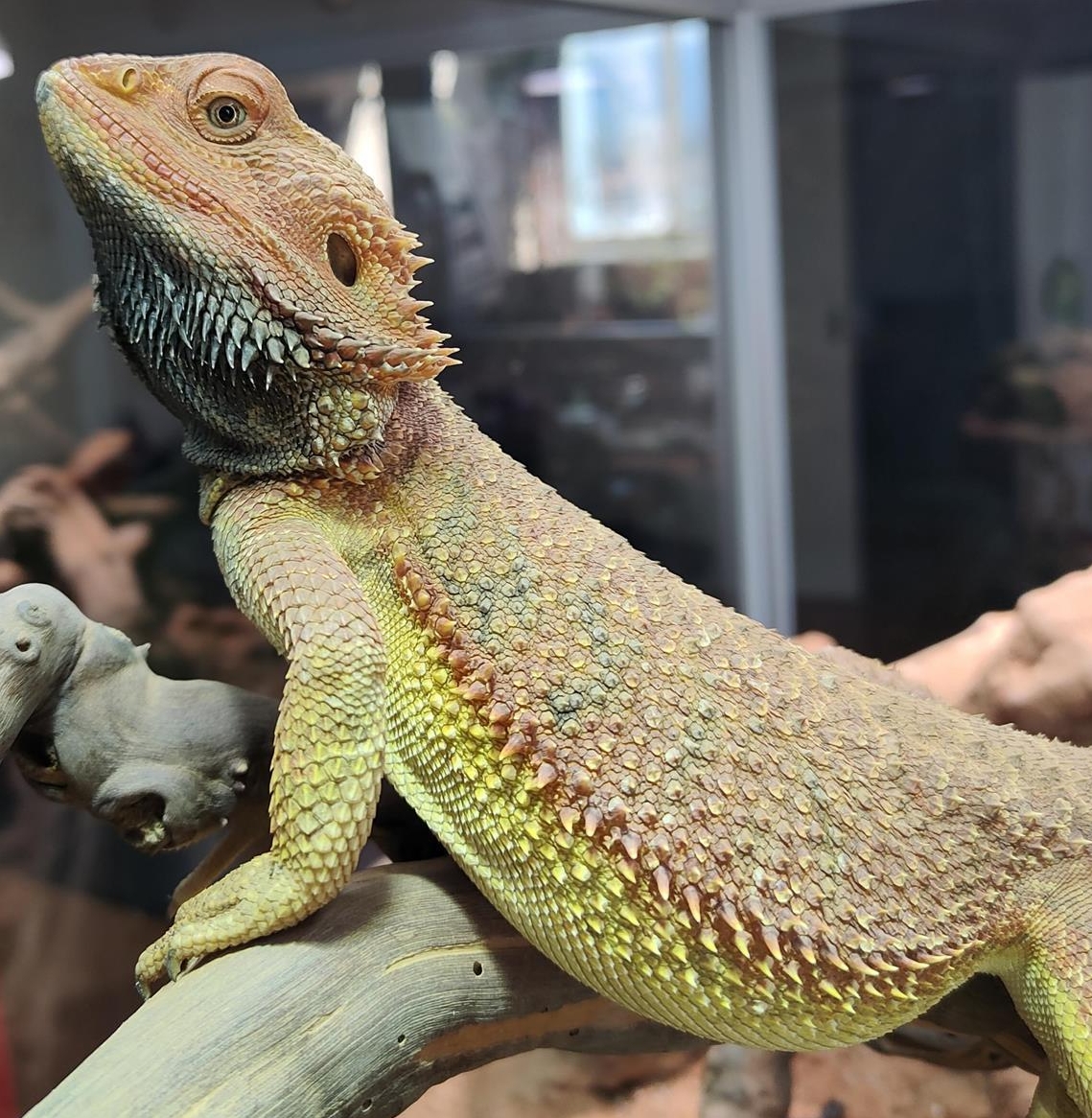 Potentes Bartagamen Männchen, 2-jährig