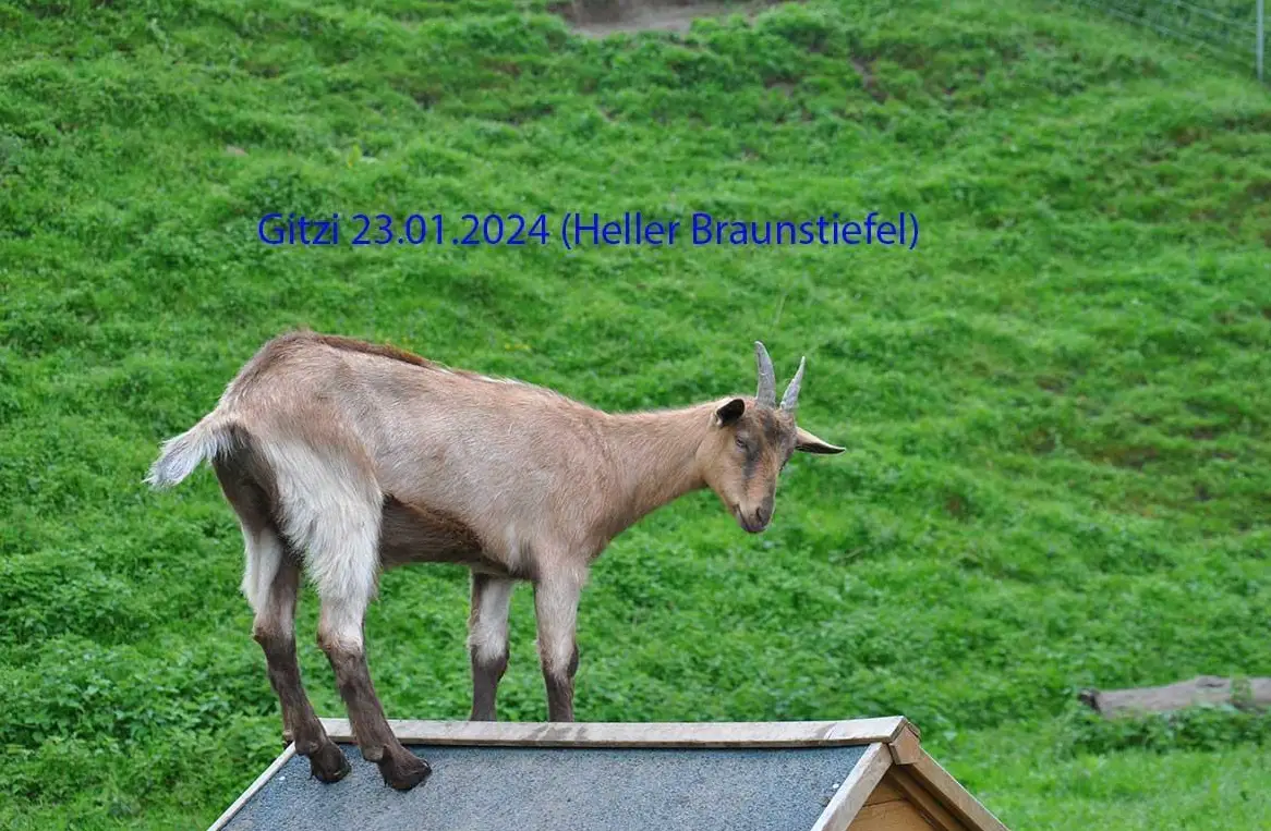 Stiefelgeiss Gitzi mit guter Abstammung