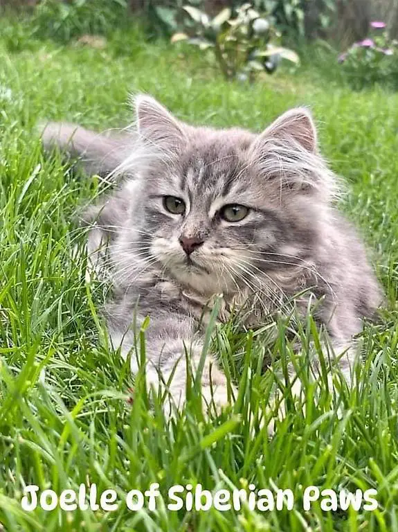 Sibirische Katze mit Stammbaum