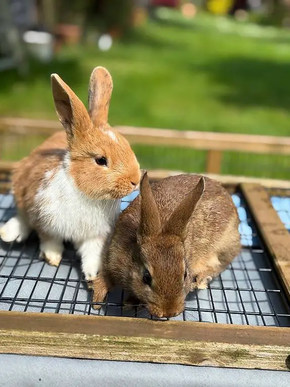 Kaninchen, klein, sehr zahm