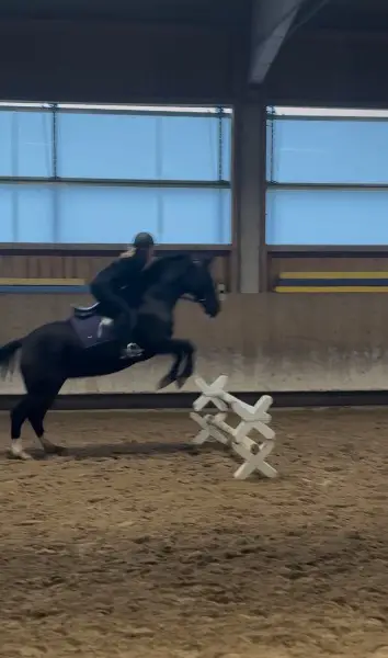 Suche Reitbeteiligung im Kanton Luzern