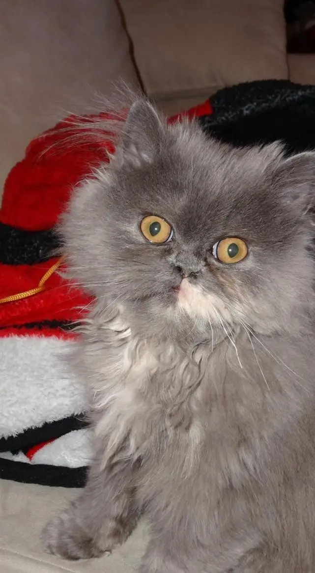 ÄLTERE Perser Katzen Weibchen, 13 Jahre jung