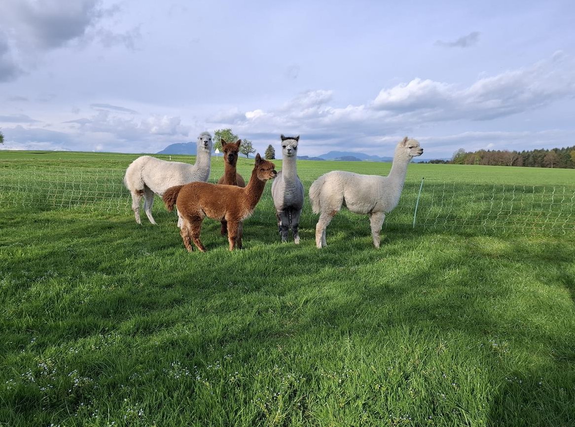 Alpaka Stuten zu verkaufen