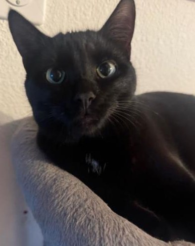 Kater Milo 1.5-jährig sucht dringend Zuhause mit Freigang