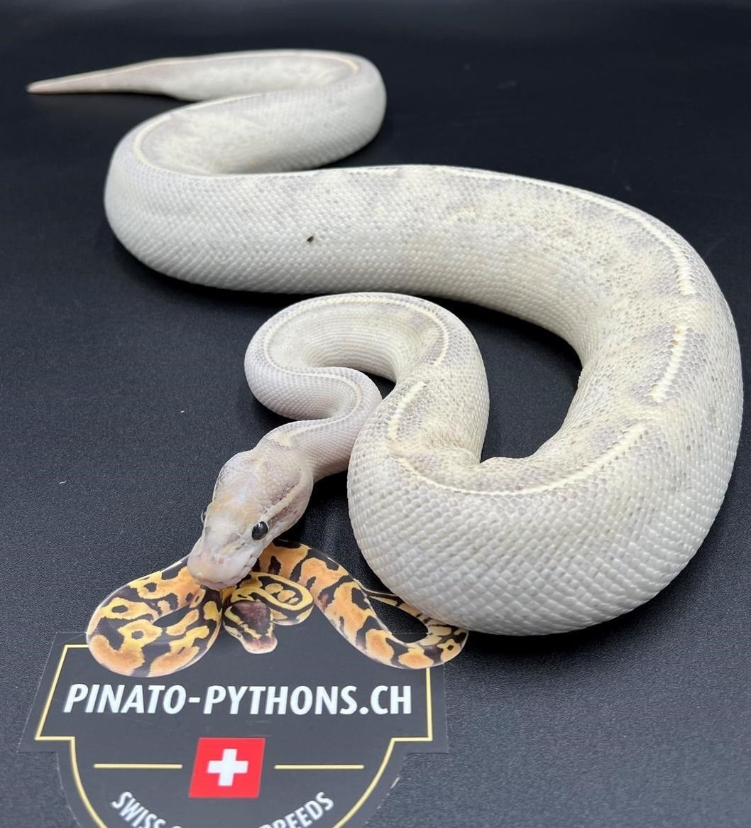Königspython 0.1 Highway / 975 Gramm