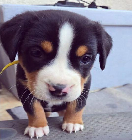Reserviert Grosse Schweizer Sennenhundwelpen