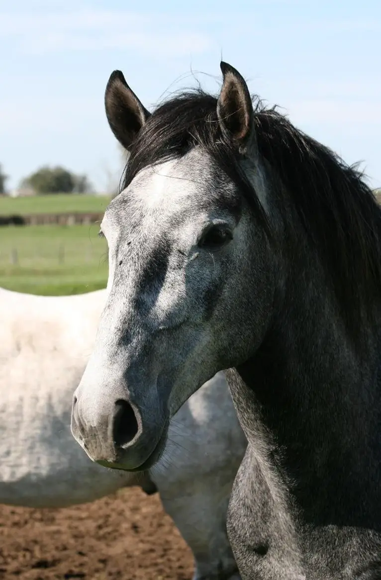 Vielversprechender Lusitano Junghengst zu verkaufen