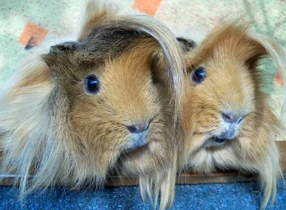 Ferienplätze für Meerschweinchen | Niederlenz AG