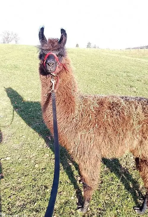 Lama Junghengst zu verkaufen