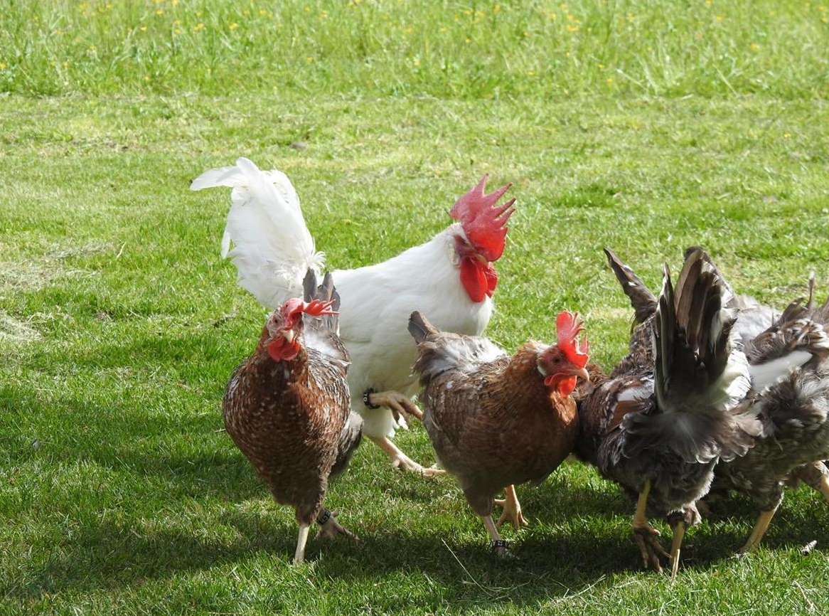 Bruteier 55 Flowery Hen, Schwedisches Blumenhuhn