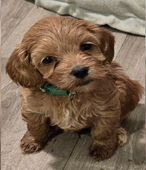 Wunderschöne Cockapoo welpen