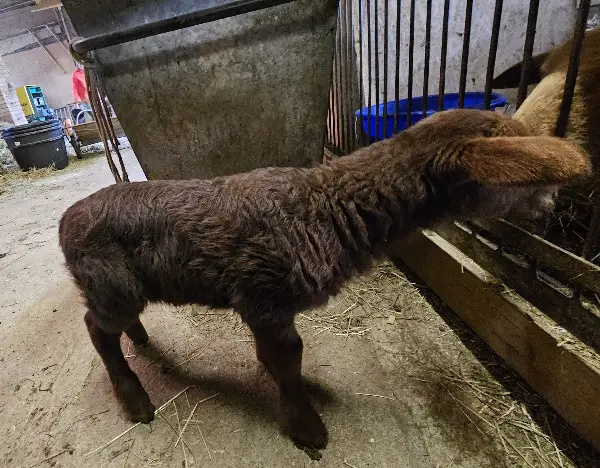 Kleiner Coburger sucht neues Zuhause