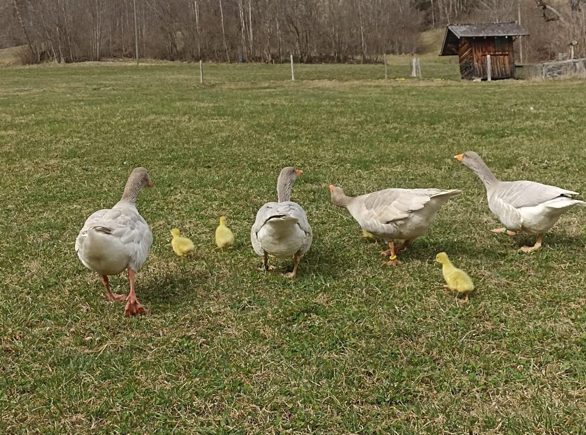 Fränkische Landgänse abzugeben