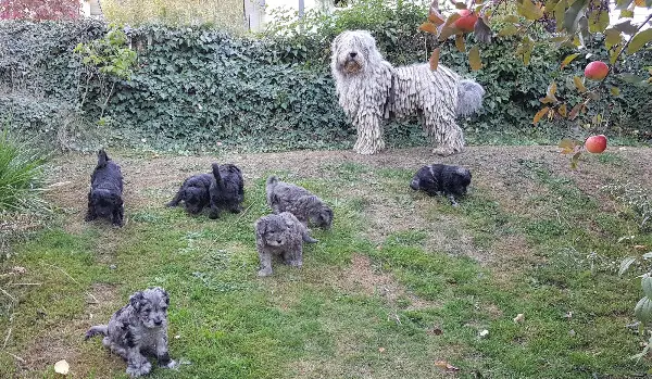 Bergamasker Hirtenhund-Welpen – Treue Begleiter mit Charme