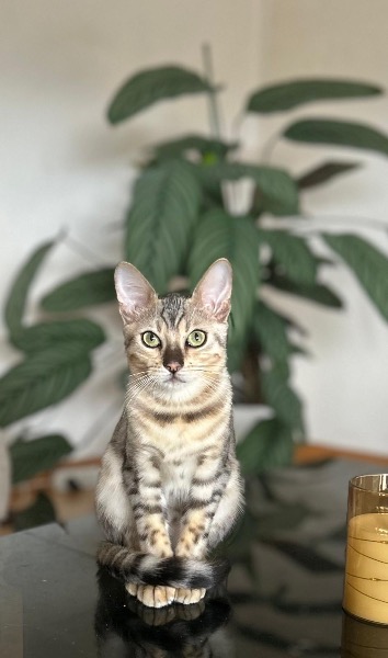 Zwei Bengalkätzinnen suchen ein Zuhause