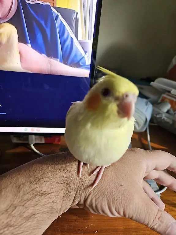 Handzahme lutino nymphensittich