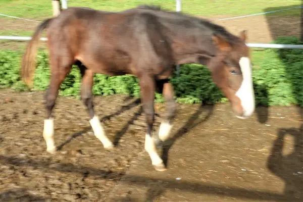 Top Hengstfohlen mit sehr guter Abstammung