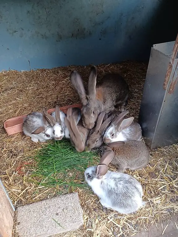 Junge Hasen zuverkaufen