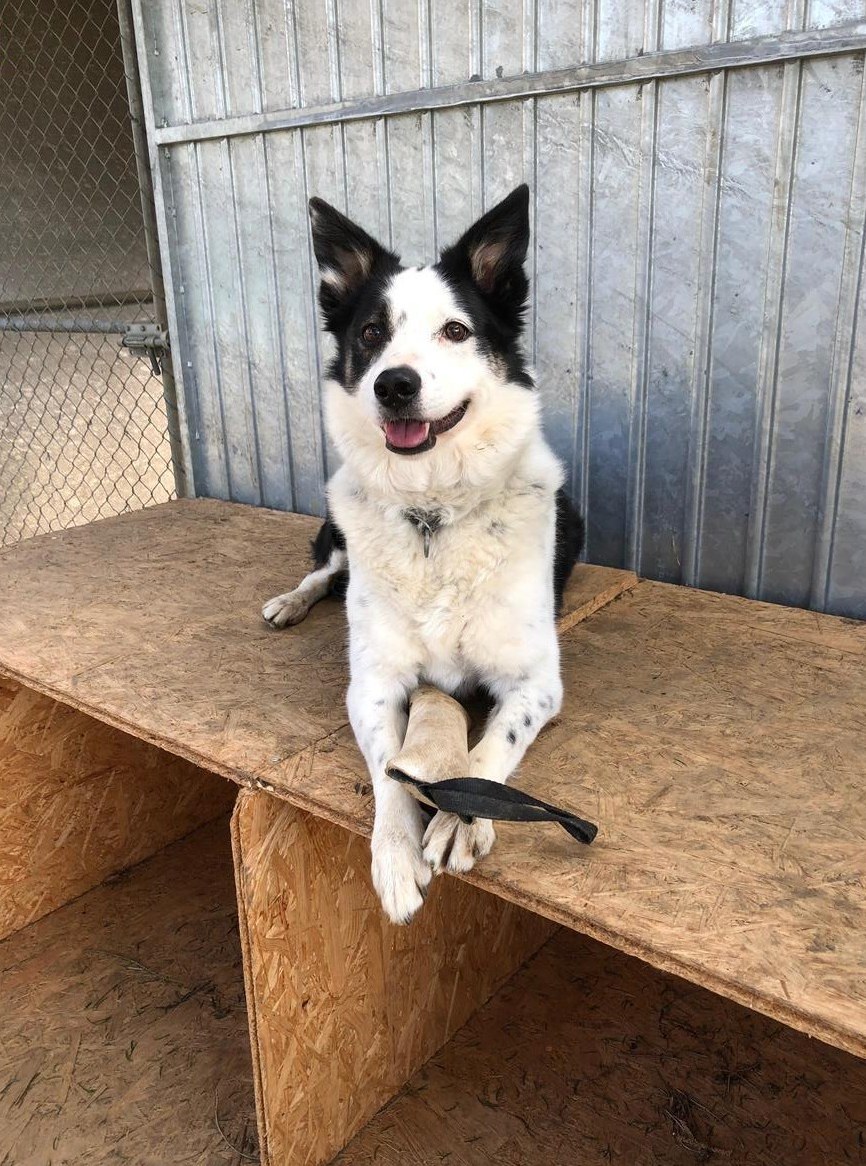 Suchen Tierpflegerin FBA für Tierferienheim im Aargau