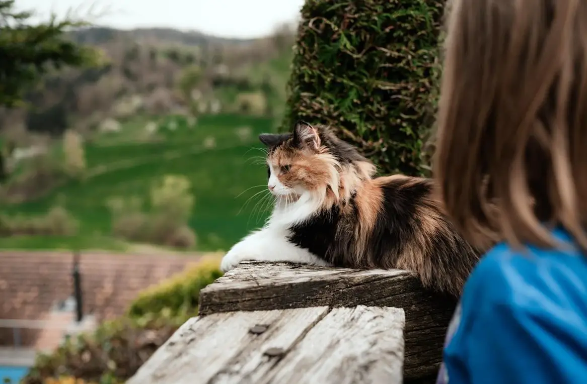 Tierbetreuung Zuhause mit Herz | Katzen & Kleintierbetreuug