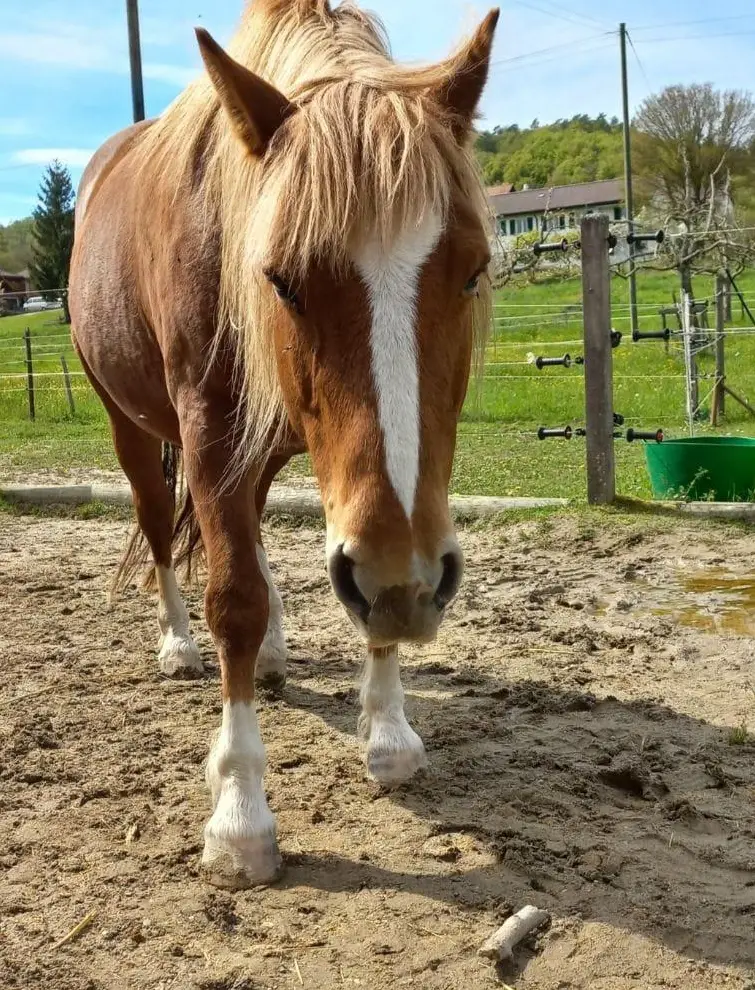 Französische Kleinpferd Stute
