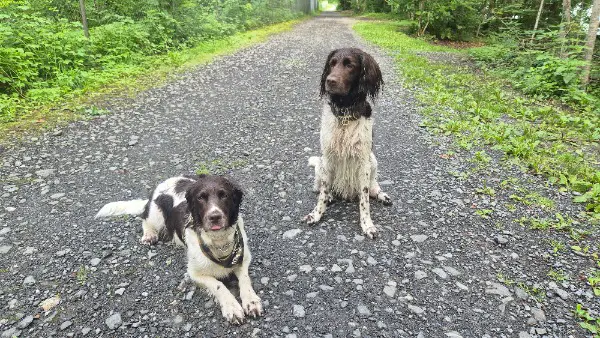 Kleiner Münsterländer