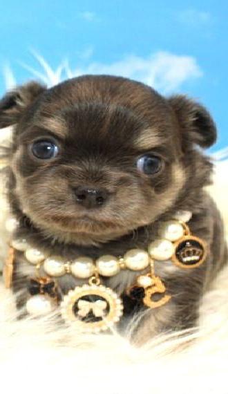 Typvolle Chihuahua Welpen aus seriöser, deutscher Zucht - komplett gengetest