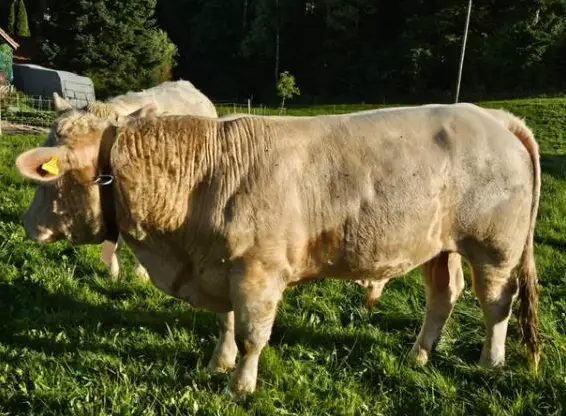 Junger Charolais Zuchtstier zu verkaufen