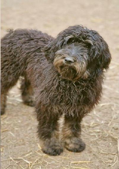 Bernermix Bernedoodle Bernerdoodle Pudel Bernersennen Labradoodle Doodle