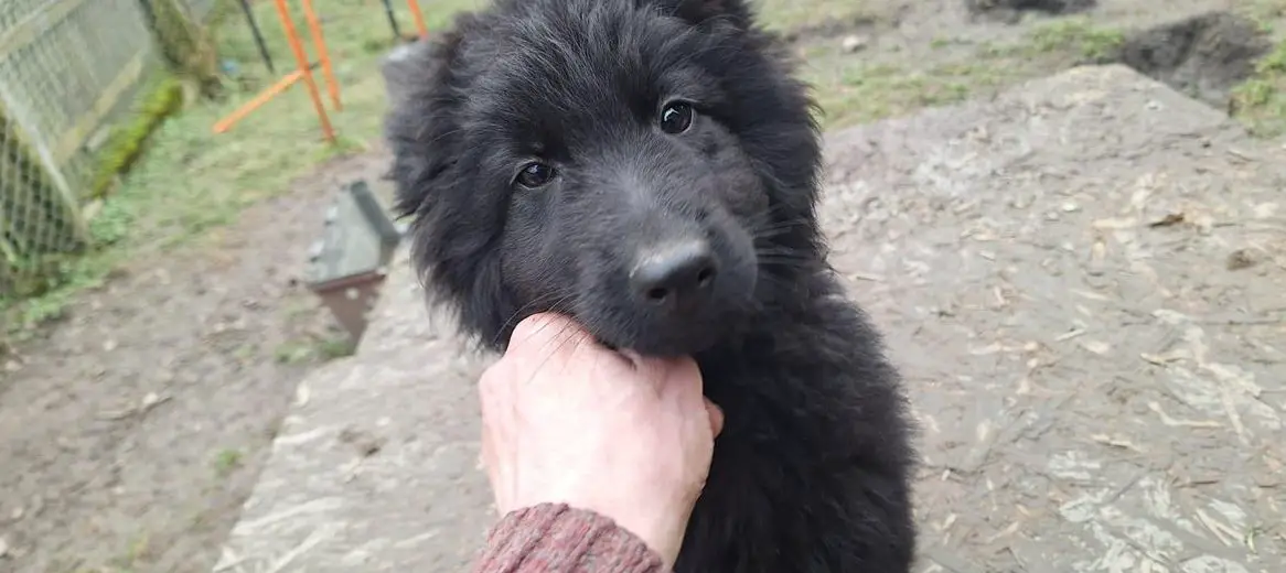 Zwei Altdeutsche Schäferhund Welpen suchen Ihre Herzensplätze