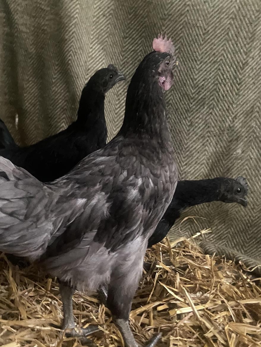 GRATIS: Junghähne abzugeben