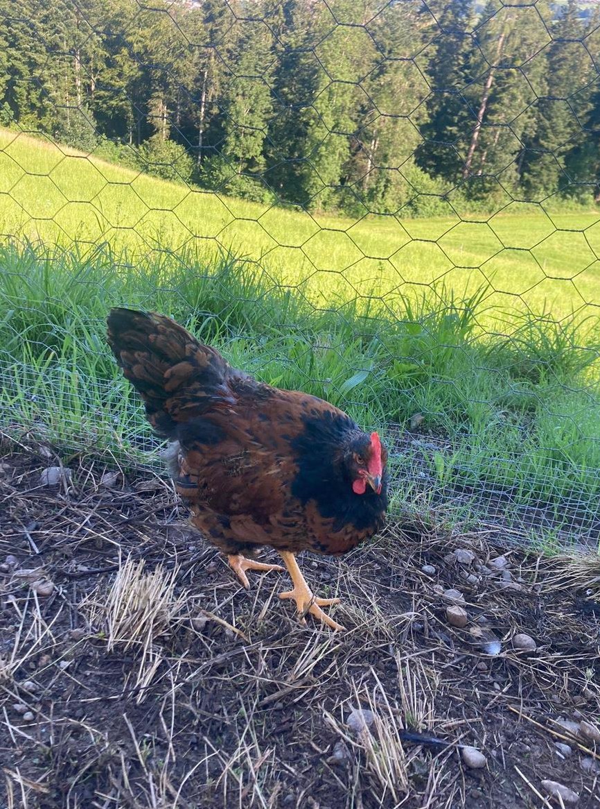 GRATIS: 2 junge Barnevelder Hähne zu verschenken