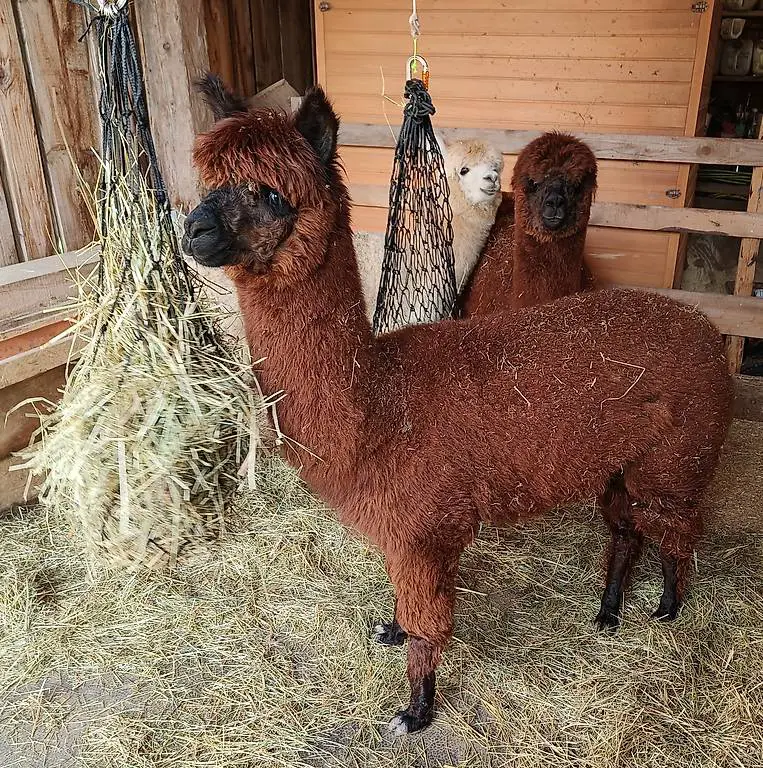 Alpaka Stuten zu verkaufen