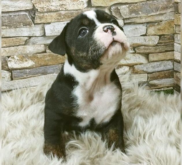 Wunderschöne typvolle Old English Bulldog Welpen aus Vereinszucht