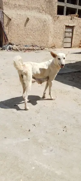 Strasse Hund aus Sinai