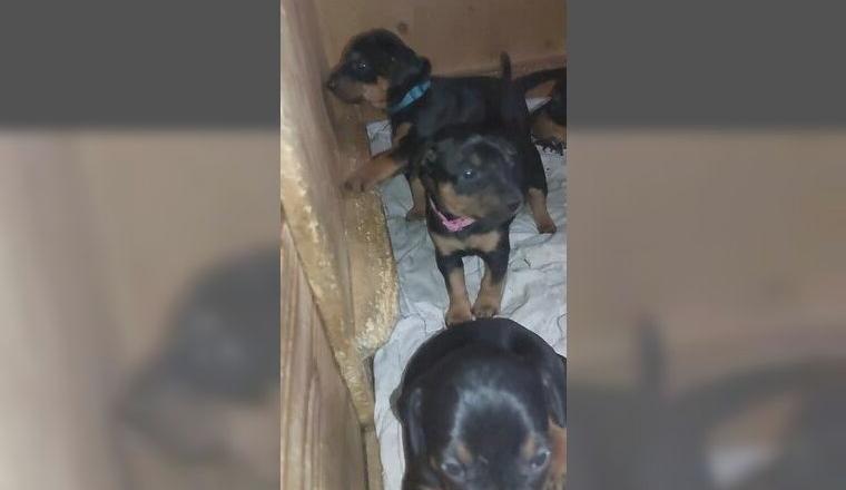 Deutsche Pinscher Welpen