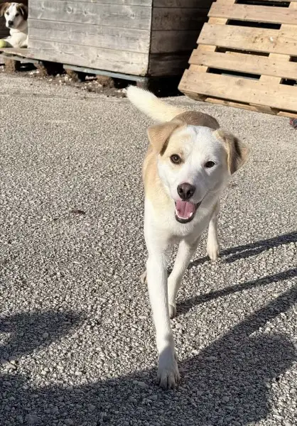 Fiete, Kokoni-Mix, ca. 1,1 Jahre alt, z.zt. in Griechenland