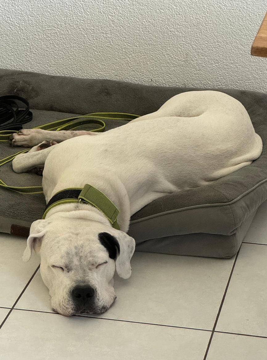 Reinrassige Dogo Argentino Hündin, SUPER trainiert