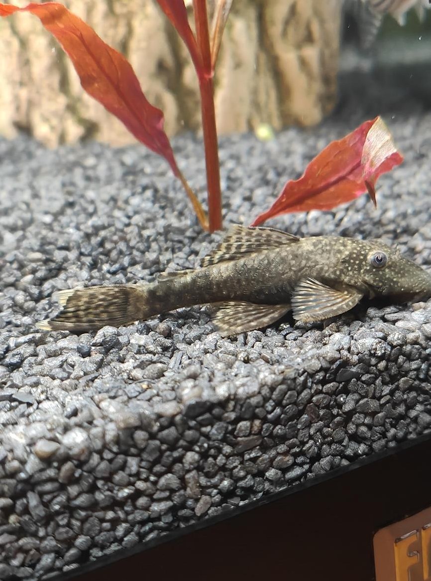 Antennenwelse abzugeben, verschiedene Grössen