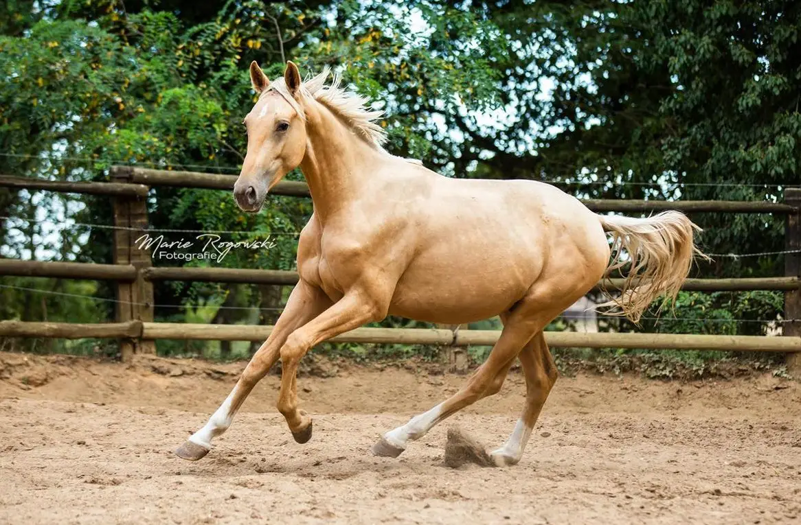 LIQUID GOLD GF - seltener Oldenburger Hengst Gold Palomino