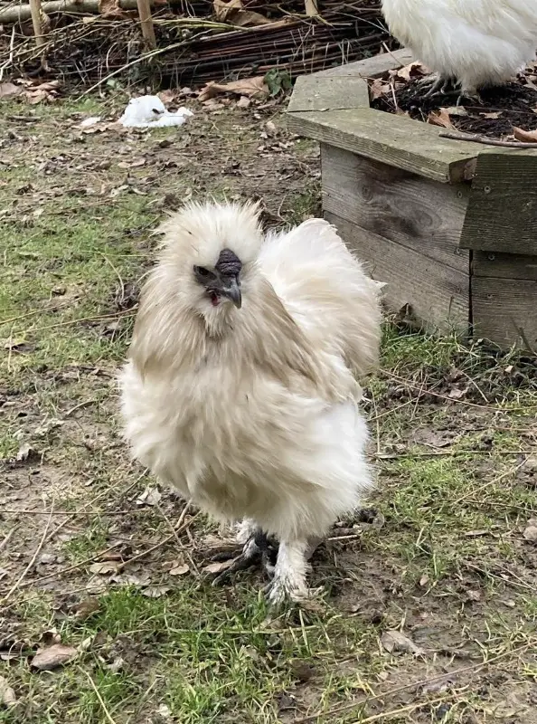 Seidenhuhn Hahn abzugeben