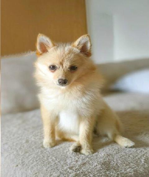 *Wurfankündigung* Mini Pomsky Welpen