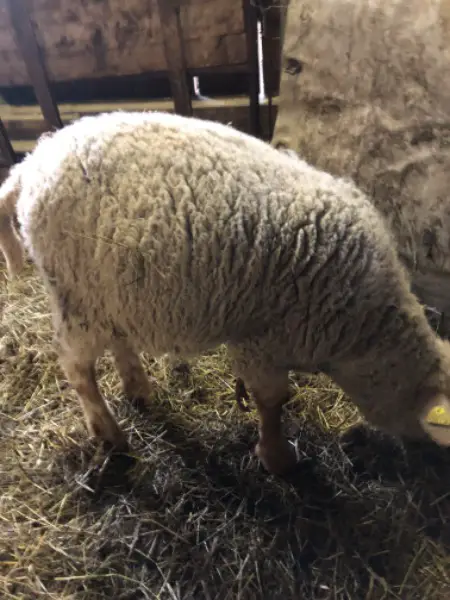 Weidelammer zu verkaufen